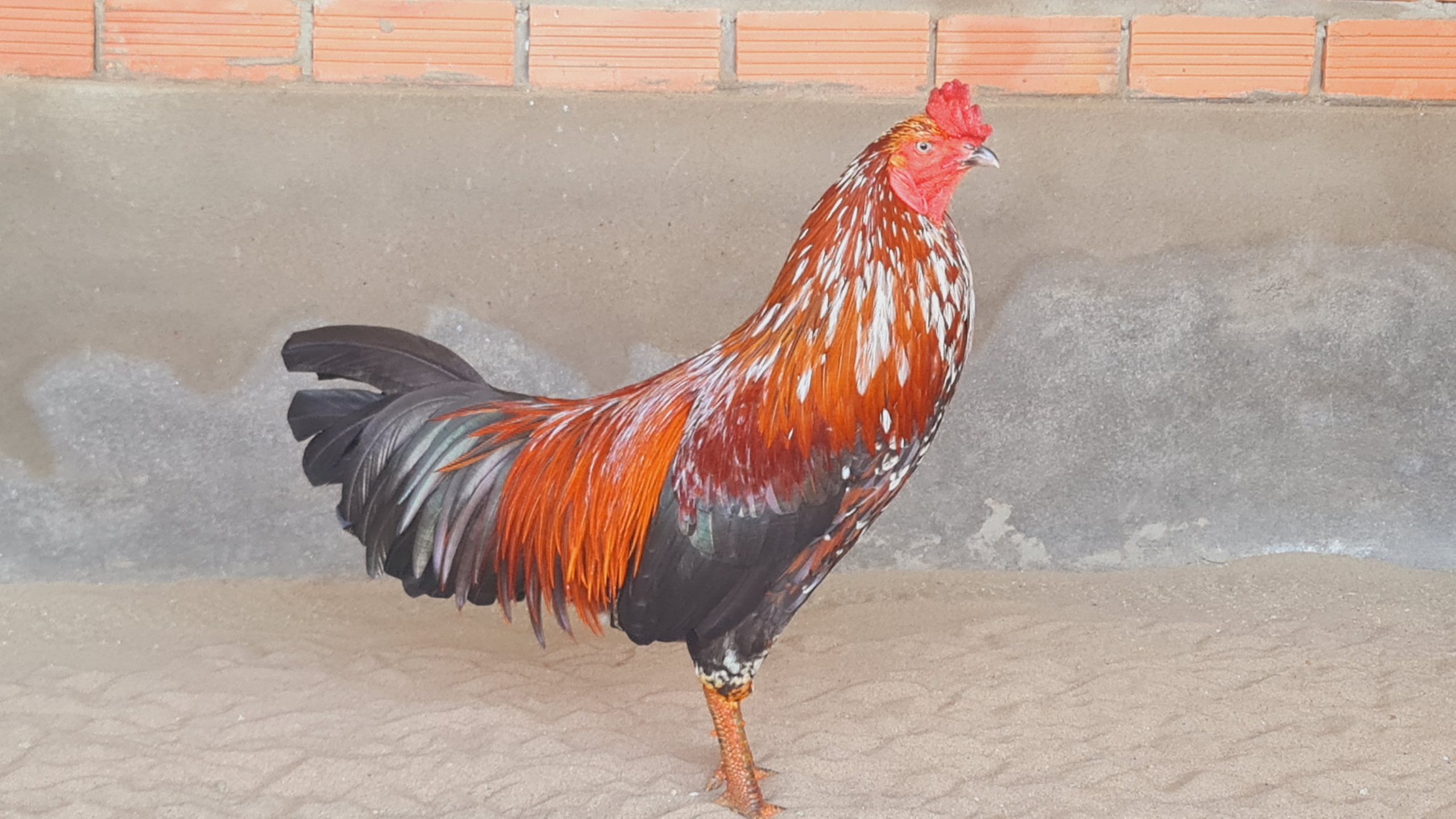 20/10/2021 Gà Xanh Bông 1x 3kg Thương hiệu LÂM BẾN TRE