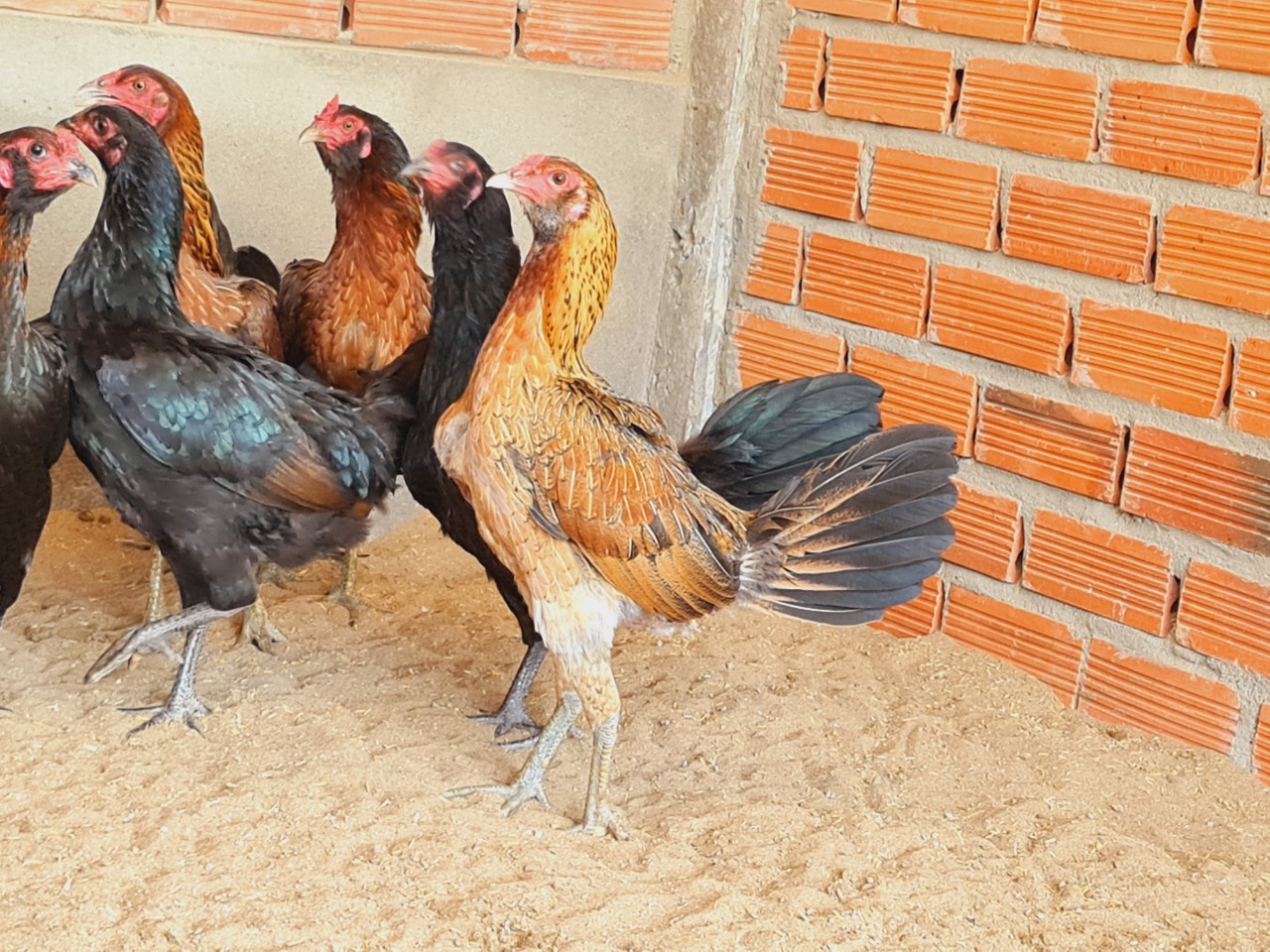 gà mái 4