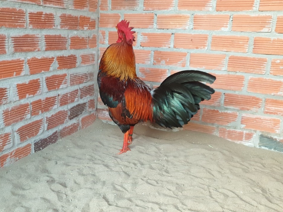 gà mỹ 2
