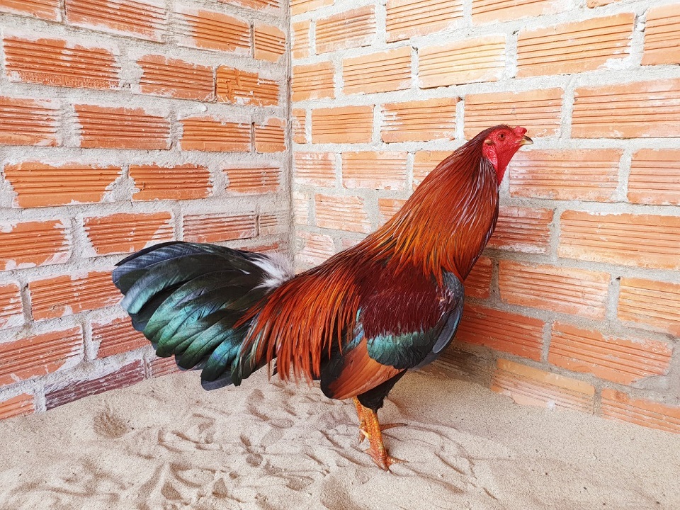 gà mỹ 3