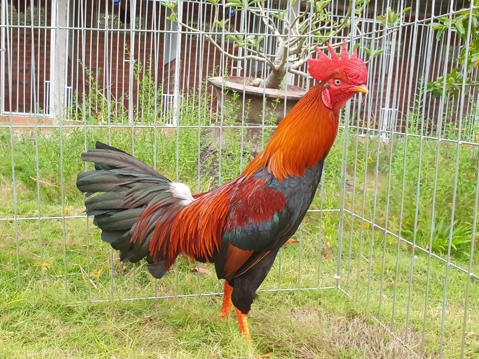 gà mỹ 4