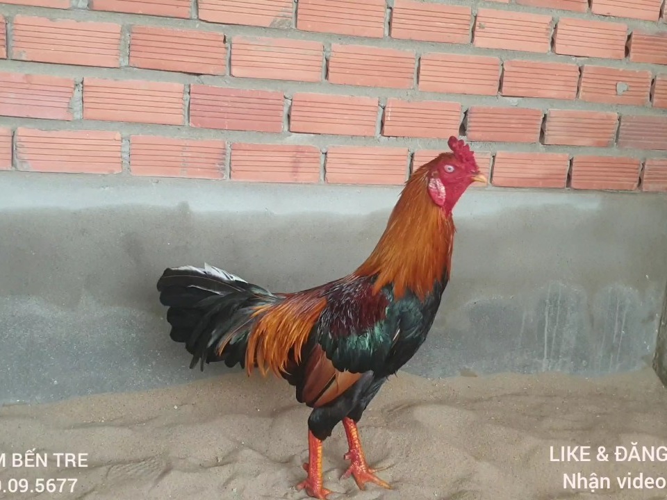 gà nòi10