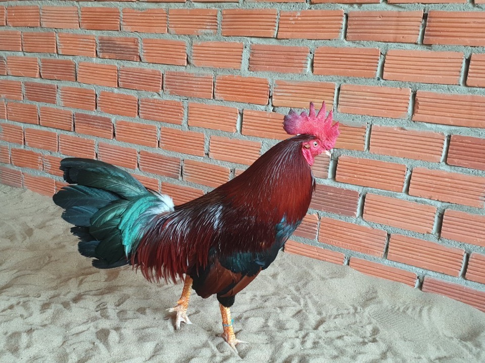 gà nòi13