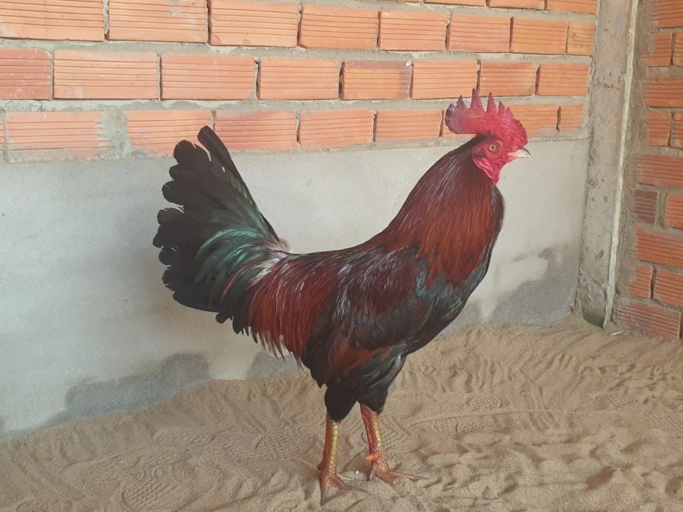 gà nòi7