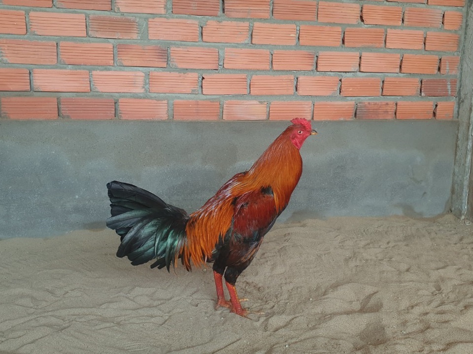 gà nòi9