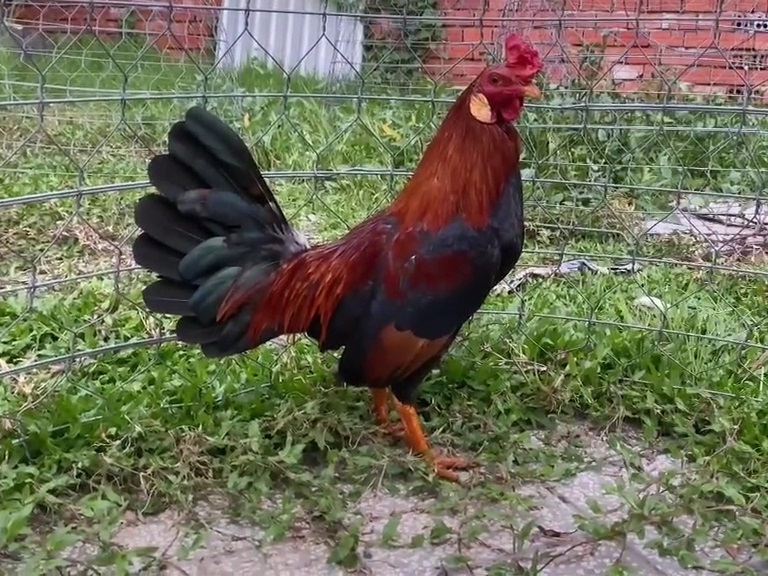gà tre5